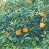 A rutaflk csaldjba tartozik a bergamott narancs A bergamott knny friss kicsit kesernysebb illat mint a citrom A gymlcs