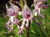 A majomkosbor orchidea gondozsa