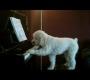 Kutya s a zongora