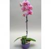 A Phalaenopsis orchidea ntzse tpanyagignye