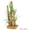 Akvriumi mnvny Cyperus sp Bamboo 20 cm