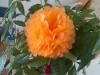 10pcs Orange Tissue paper poms Flower Balls Wedding Party Baby shower Decoration