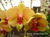 Az orchidea tartsa s gondozsa