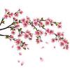 Sakura kivirul japn cseresznye fa elszigetelt fehr backgrou