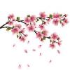 Sakura kivirul japn cseresznye fa