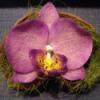 Phalaenosis lepke orchidea virg termsben lila Dekorci Otthon lakberendezs Dsz Kasp virgtart vza kors cserp phalaenopsis lepke orchidea virg agyagbl lila sznben natr szn badam termsb