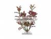 TETRA Plantastics Plus Red Ludwigia mnvny 1 es S 15cm