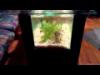 Aquarium coffetable tisch akvrium dohnyzasztal