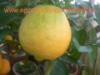 Citrus grandis 10 20 ris citrom