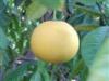 Citrus grandis 40 60 ris citrom