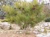 Pinus densiflora Umbraculifera Japn erdei feny