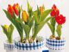 A tulipnos kpeket nzegetve Hollandia jut az esznkbe a tulipnmezk s a szlmalmok hazjbl A Tulipn azonban nem shonos ezen a tjon Hogyan lett mgis holland a tulipn Persze most azt gondolha