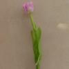 Kzel leth szlas tulipn lils mvirg selyemvirg mrete 48 cm a virgfej 5 cm anya