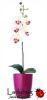 Orchidea mvirg ciklmen kaspban fehr virgokkal DV71