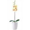 Orchidea mvirg fehr kaspban srgs virgokkal 1 db