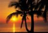 Palmy Beach Sunrise ris poszter