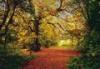 KOMAR poszter 8 rszes 8 068 Autumn Forest