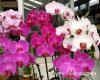 A pillekosbor orchidea Phalaenopsis kzismertebb nevn a lepkeorchidea nemzettsg tagjai a