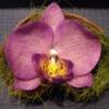 Phalaenosis lepke orchidea virg termsben lila Dekorci Otthon lakberendezs Dsz Kasp virgtart vza kors cserp Kermia Mindenms phalaenopsis lepke orchidea virg agyagbl lila sznben natr s