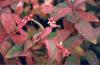 Hypericum inodorum Autumn Surprise sszel sznezd orbncf