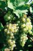 Vitis vinifera Szl bor szabadgyker Zalagyngye