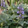 Orvosi zslya virgok Salvia officinalis