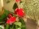 Szobanvny virg tippek http www szepzold hu garden plants flowers