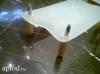 Gynyr miniml design stlus tejveges asztal dohnyzasztal