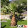 Washingtonia robusta plma mag plmamag